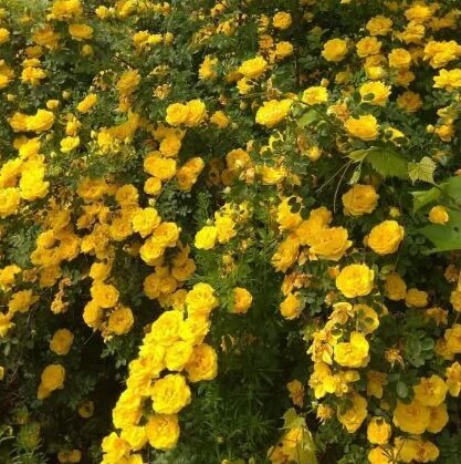 Roze 'Foetida Persian Yellow'